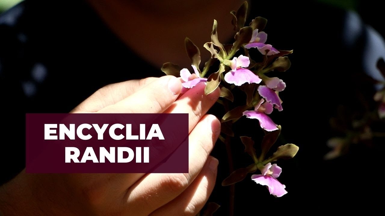 Orquídea Encyclia Randii