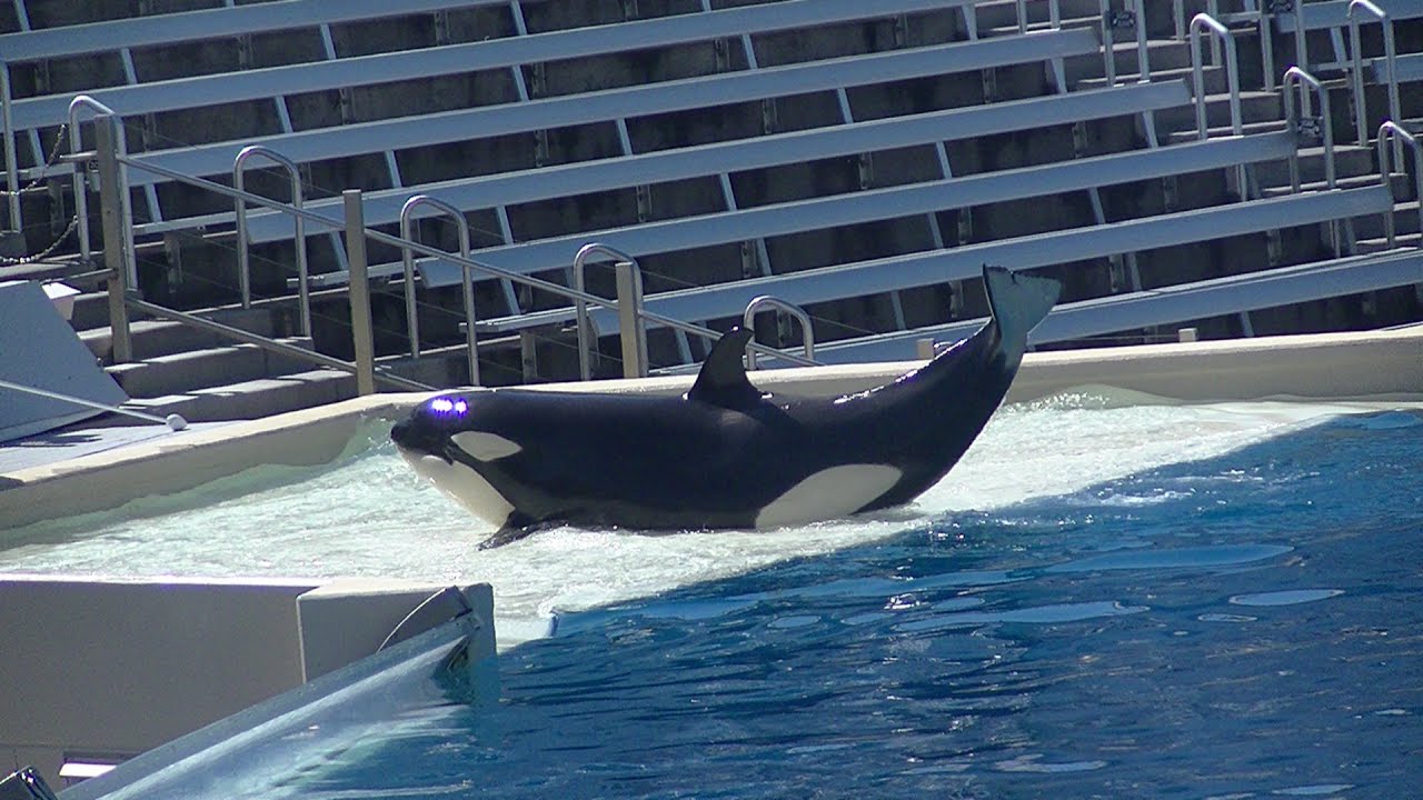 Makani squirts at SeaWorld Employee - September 6, 2014 - SeaWorld San Diego