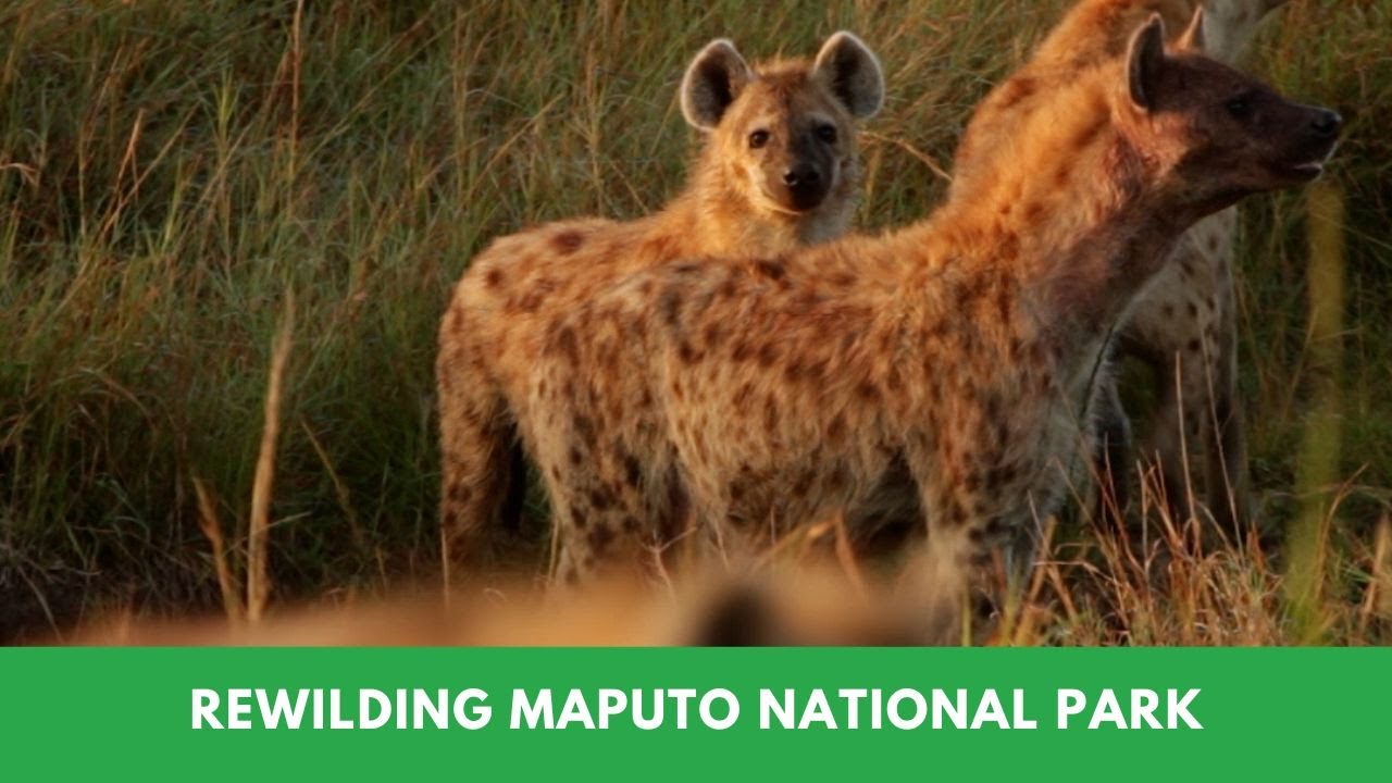 Rewilding Maputo National Park