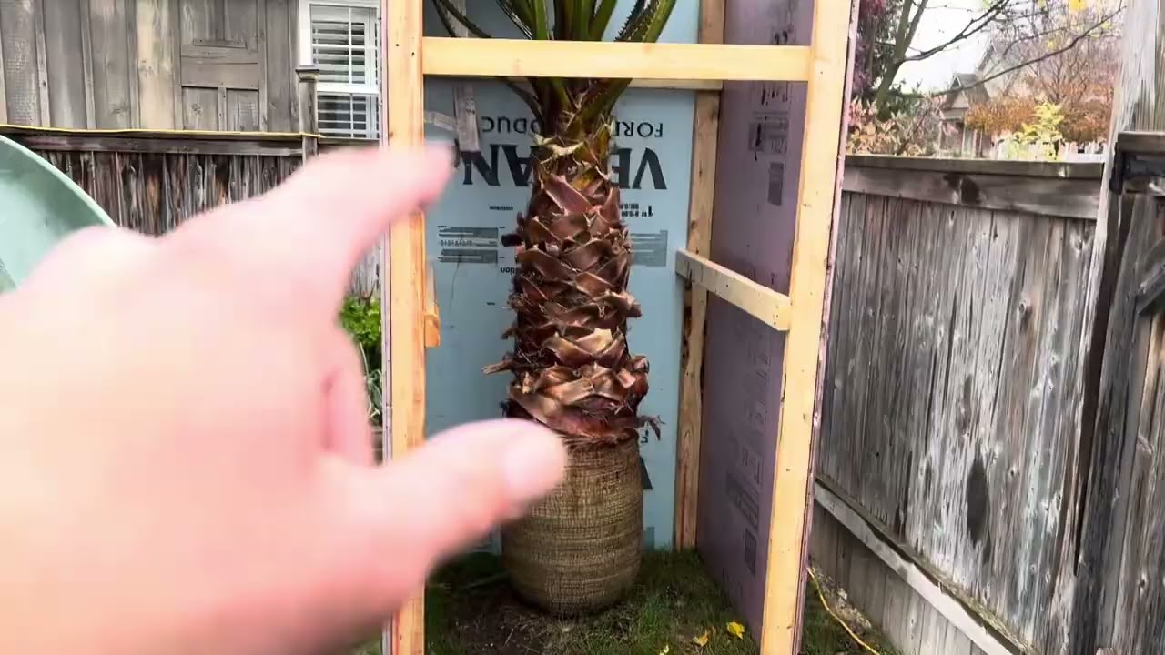 palm trees ready for the winter November 8, 2025