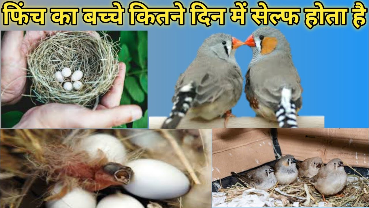 Finch ka baccha Dana khana Kitne Din Mein sakta hai//French ka bachcha Kitne Din Mein self Hota Hai