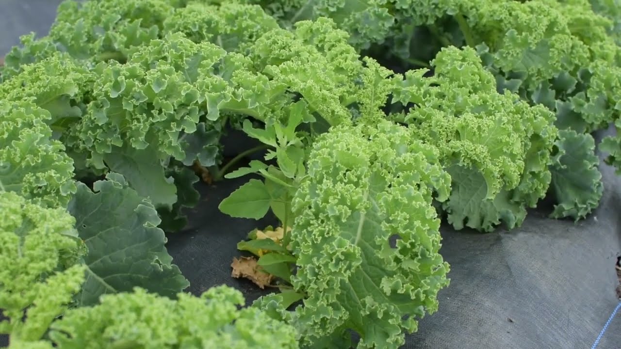 How to: Kale