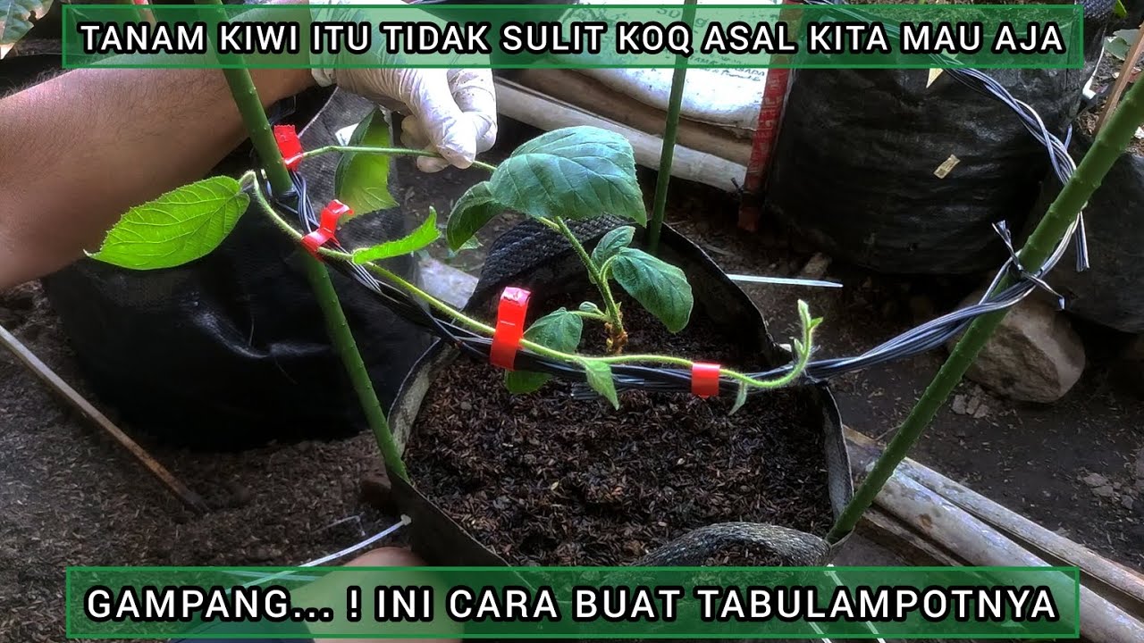 TANAM KIWI ITU TIDAK SULIT KOQ, ASAL KITA MAU AJA, GAMPANG! INI CARA BUAT TABULAMPOTNYA