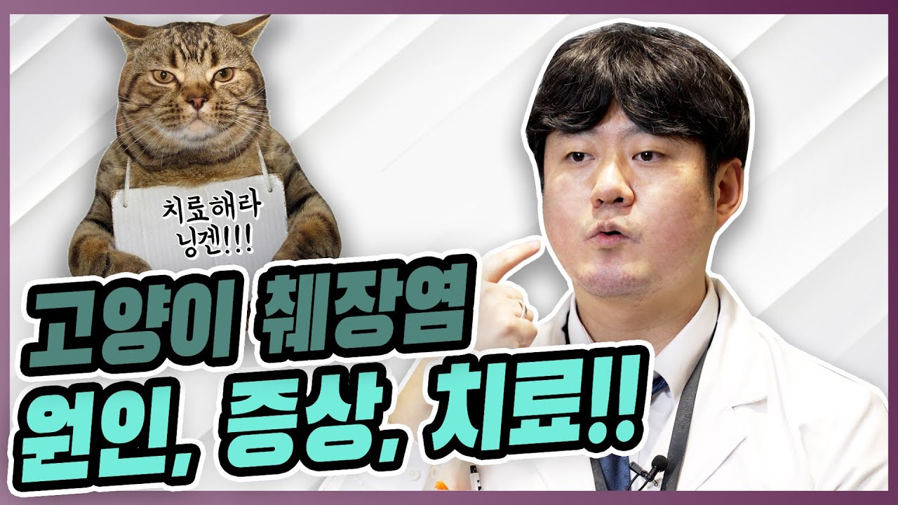 고양이 췌장염 원인부터 치료까지! [우리동네수의사]