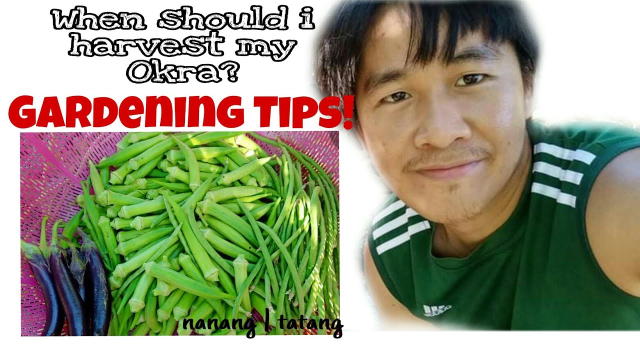 Basic Garden Tips: How to grow and harvest Okra
