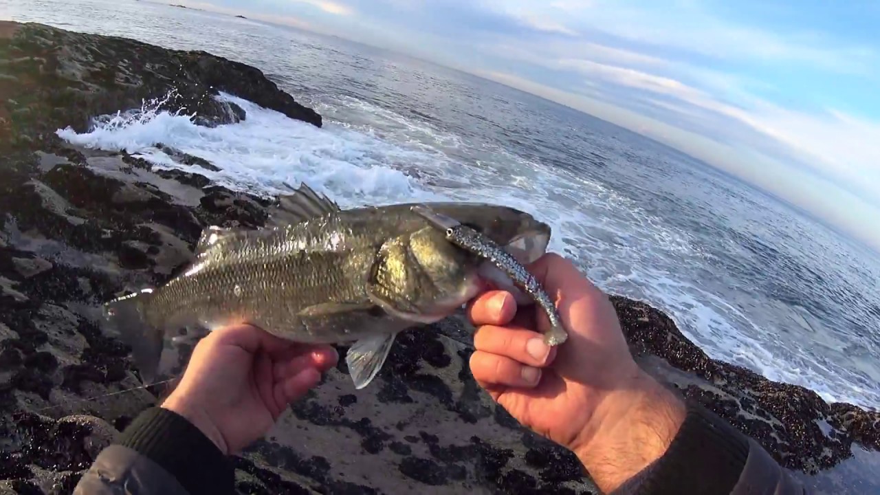 Great Sea bass fishing C&R - Excelente pesca aos Robalos C&R