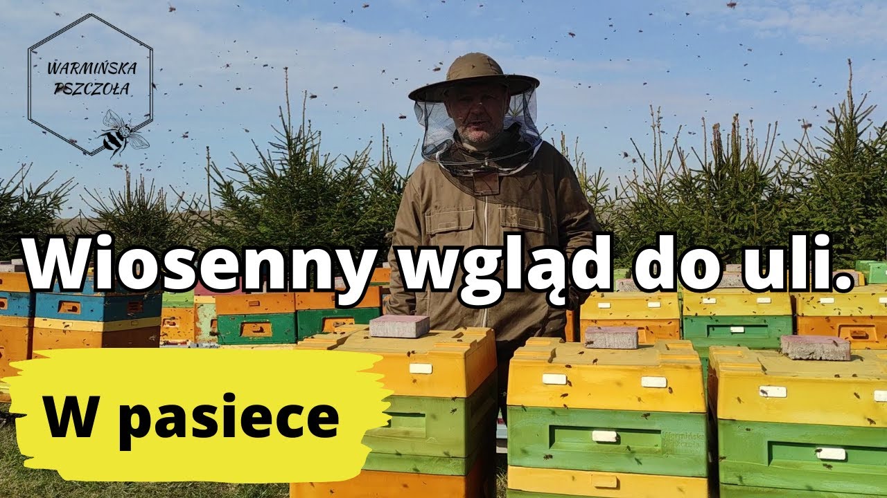 PIERWSZY WGLĄD DO ULI - w pasiece.