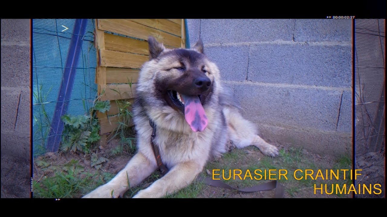 EURASIER CRAINTIF HUMAINS / ÉDUCATION CANINE NANTES / L'ACADEMIE DES CHIENS