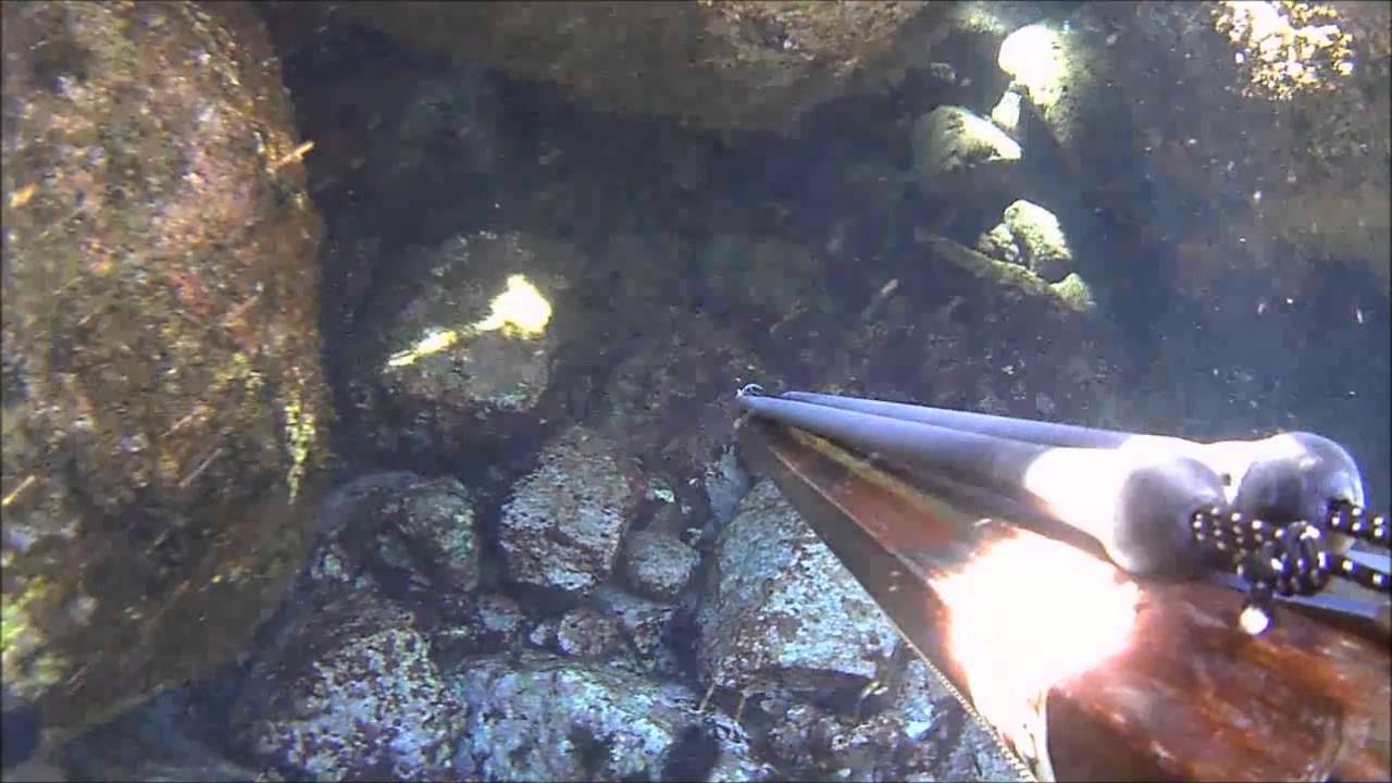muggine in tana 2 kg
