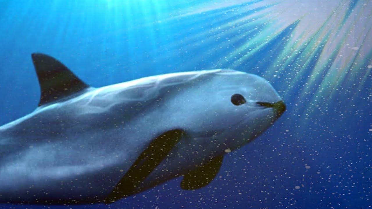 Asistimos a la extinción de otra especie. La Vaquita Marina