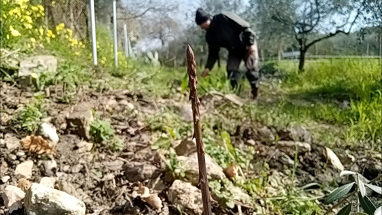 Asparagi selvatici: la raccolta!