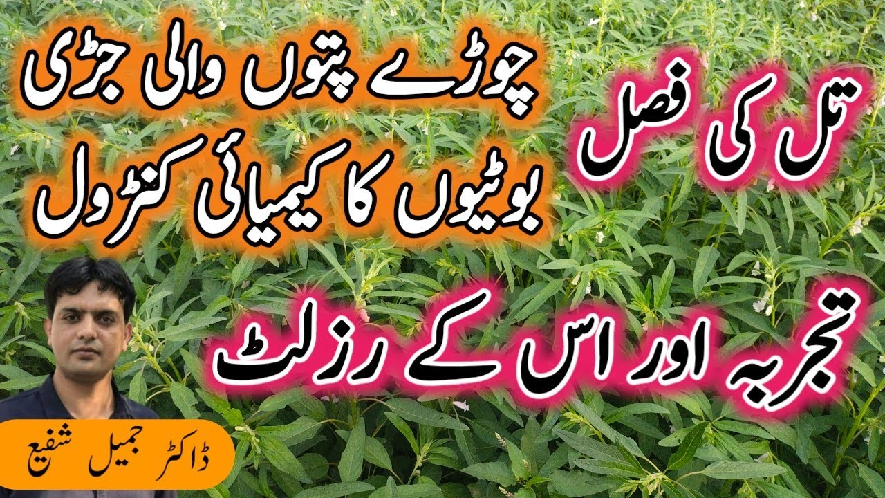 Experiment on control of Broad leaves weeds in Sesame crop | Plant Clinics | Dr. Jamil Shafi