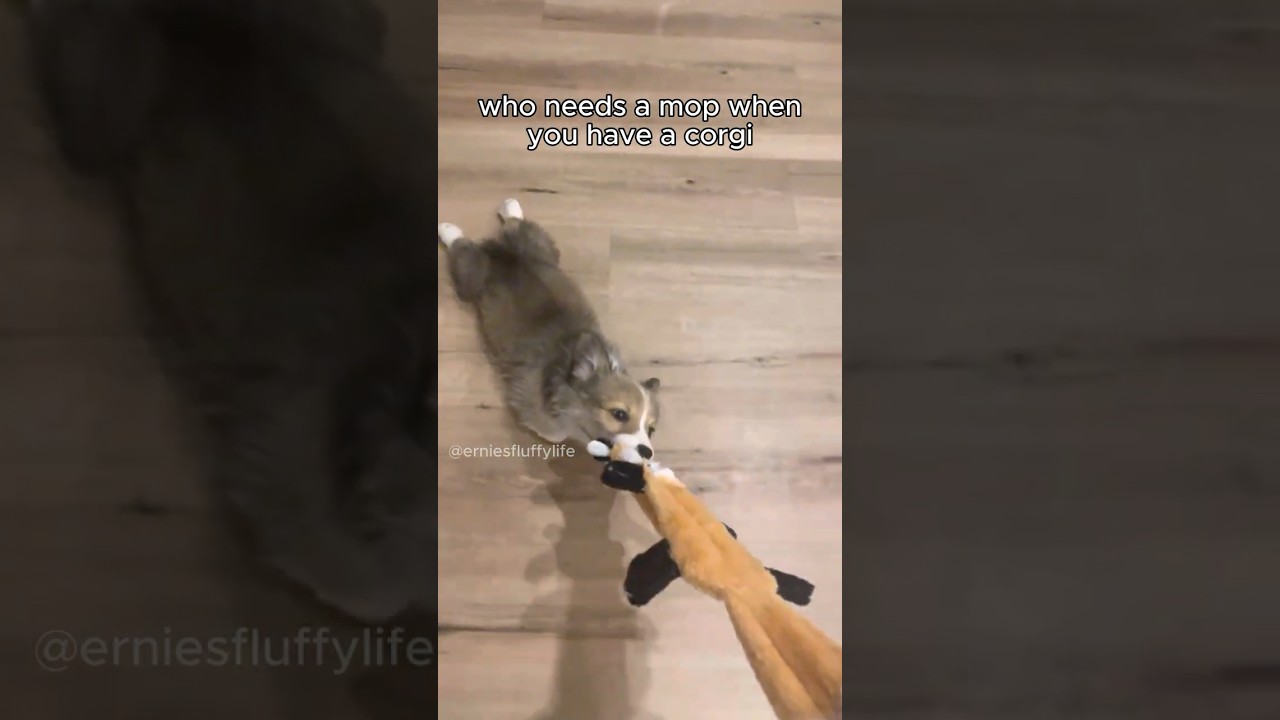 Who needs a mop when you have a corgi 🤣