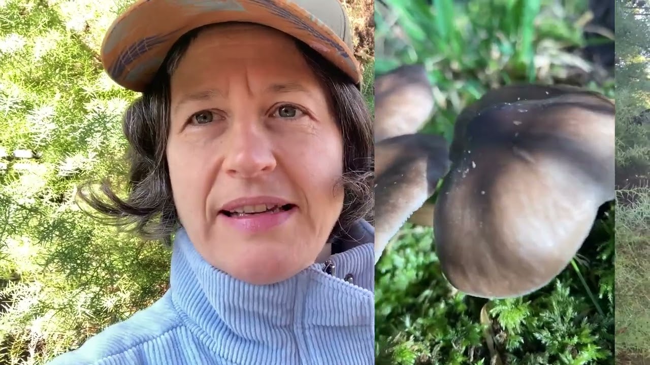 What edible mushrooms can you find in spring? Deer mushrooms