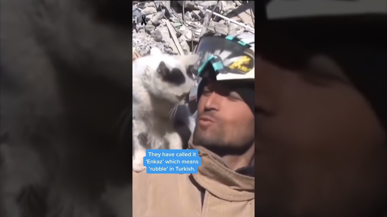 Miracle Cat Story: Unbelievable Aftermath of the Turkey Earthquake!