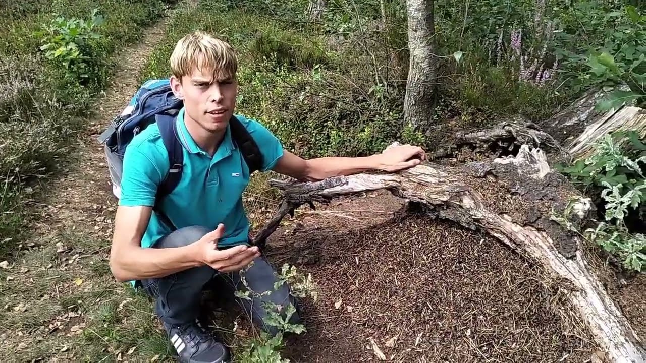 DE RODE BOSMIER: DE DIRIGENT VAN HET BOS!
