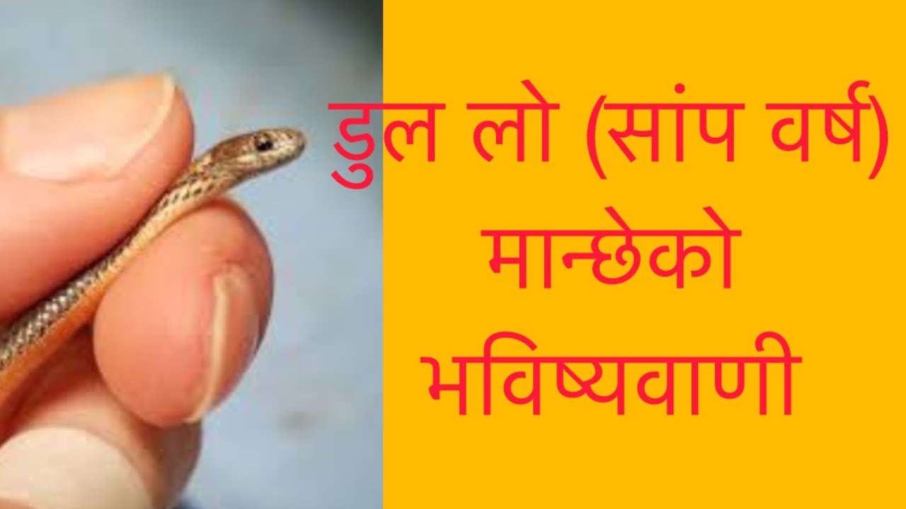 Nature and prediction of snake 🐍 year people #ask to Buddhist astrologer #@InternetRinpoche