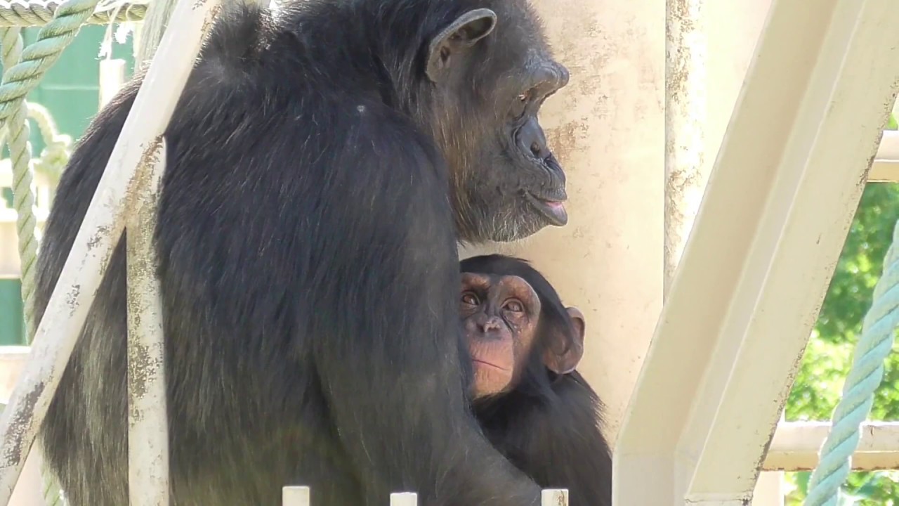 Chimpanzee family is close. Cute twin sisters. Ryu Riki チンパンジー 家族はなかよし かわいい双子姉妹 リュウ リキ  - #41