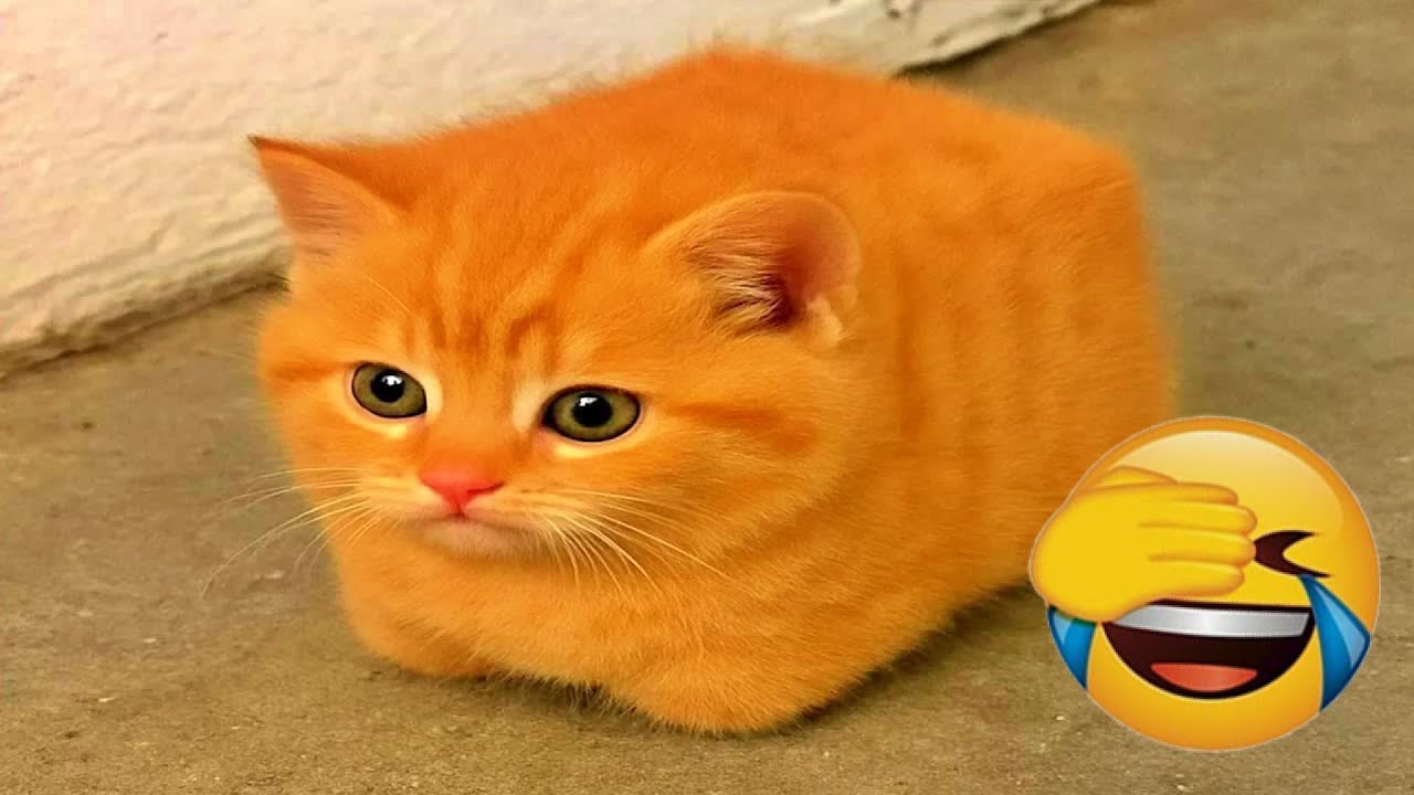You Laugh You Lose 😋 Funniest Cats and Dogs 2026🐶😼