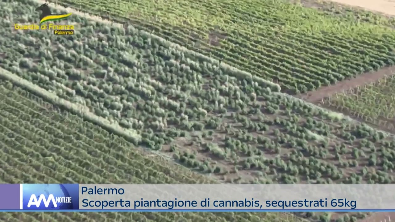 Palermo – Scoperta maxi piantagione di cannabis, sequestrati 65kg di marijuana
