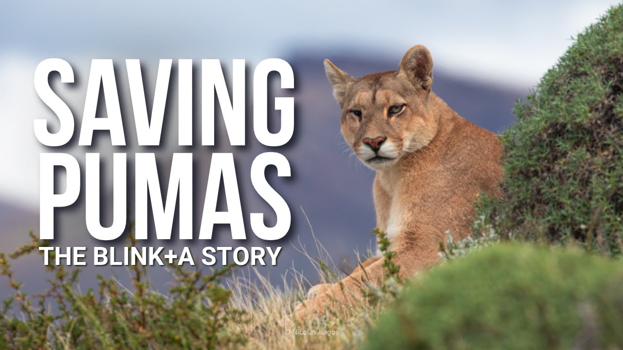 Building Conservation Tech in Patagonia: The Blink+A Story with Nicolas Lagos & Javiera de la Fuente
