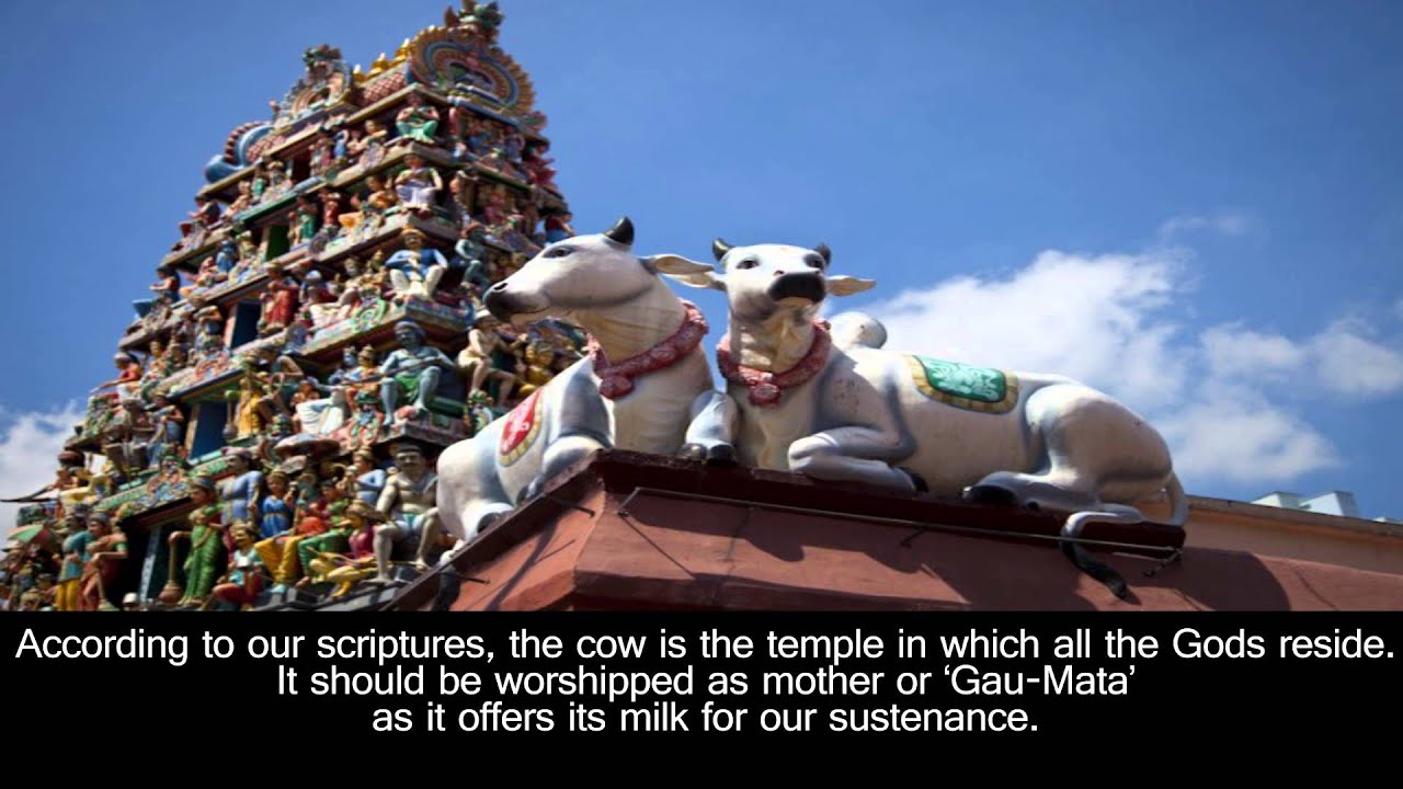 Video Presentation   Importance of Gaumata