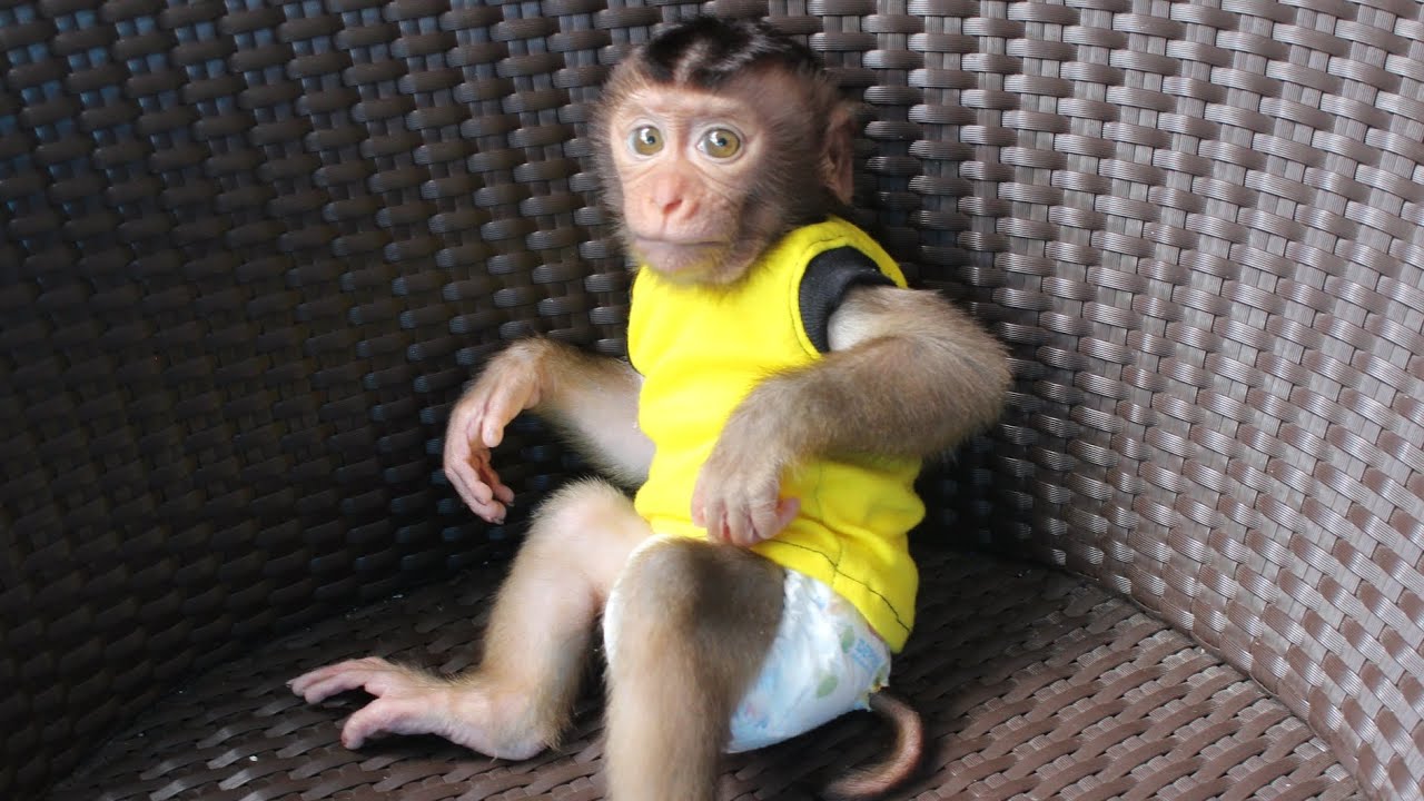 baby olli ngambek gasabar pengen nyusu | monkey | #babymonkey #monyetlucu