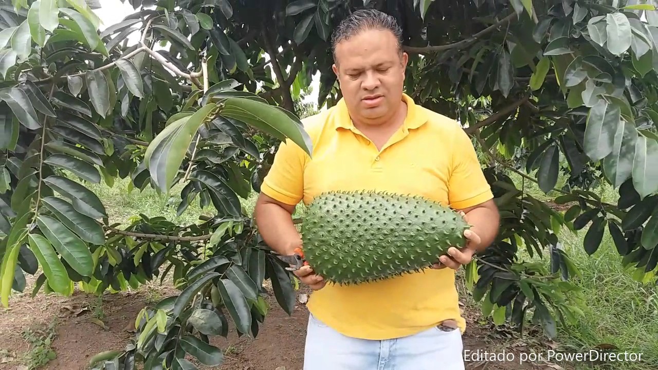 Cosecha de guanábana Gigante (Annona muricata L.)