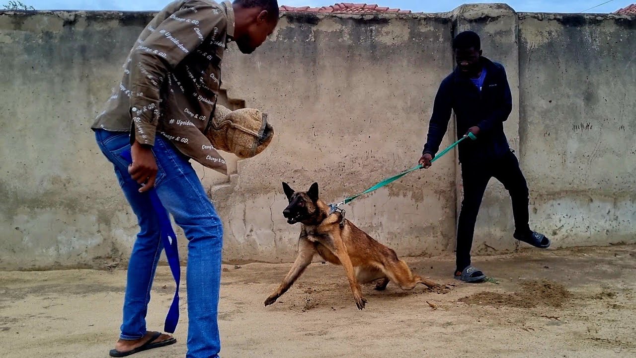 MALINOIS IN ACTION