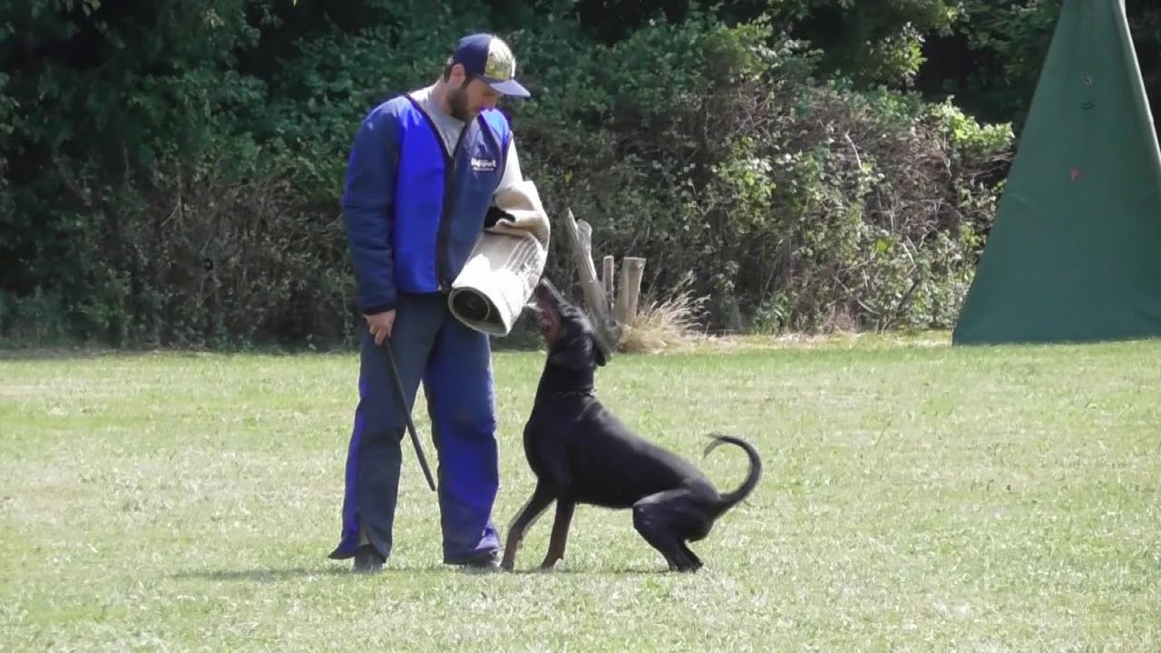 Lexa vom Hellerwald (Dobermann) IPO 3 Schutzdienst PHV Hamburg 99/92/97a