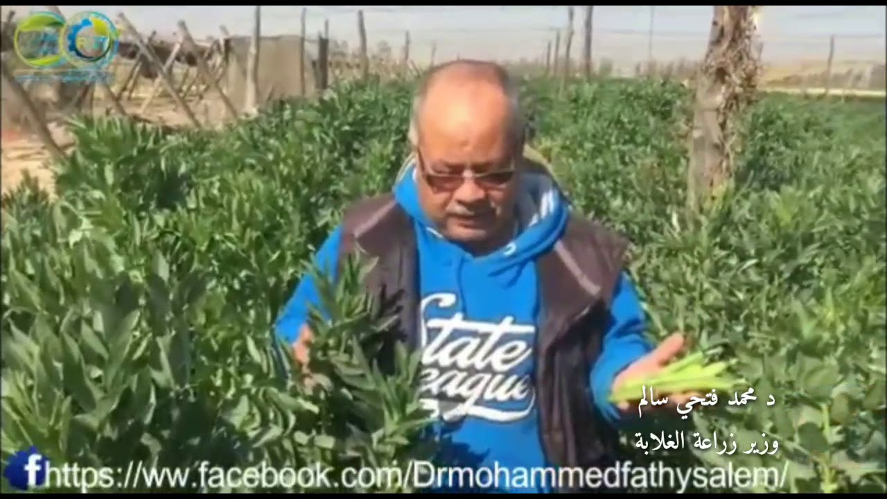 الفول البلدي 