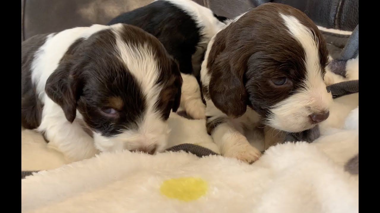 Introducing Kahlua's puppies - English Springer Spaniel 4 Weeks Old