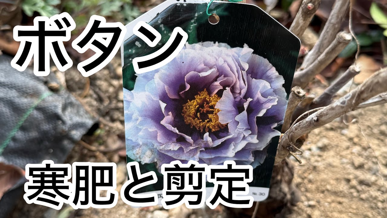 【ボタン】牡丹の寒肥と剪定　堆肥の肥料効果