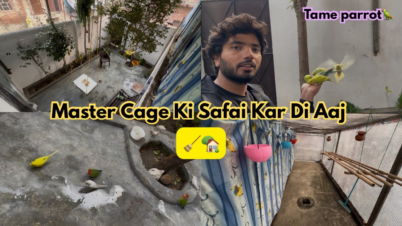 Mere pure hath par budgies Beth gai aaj 🦜😍!! Master cage sundar 🥰 