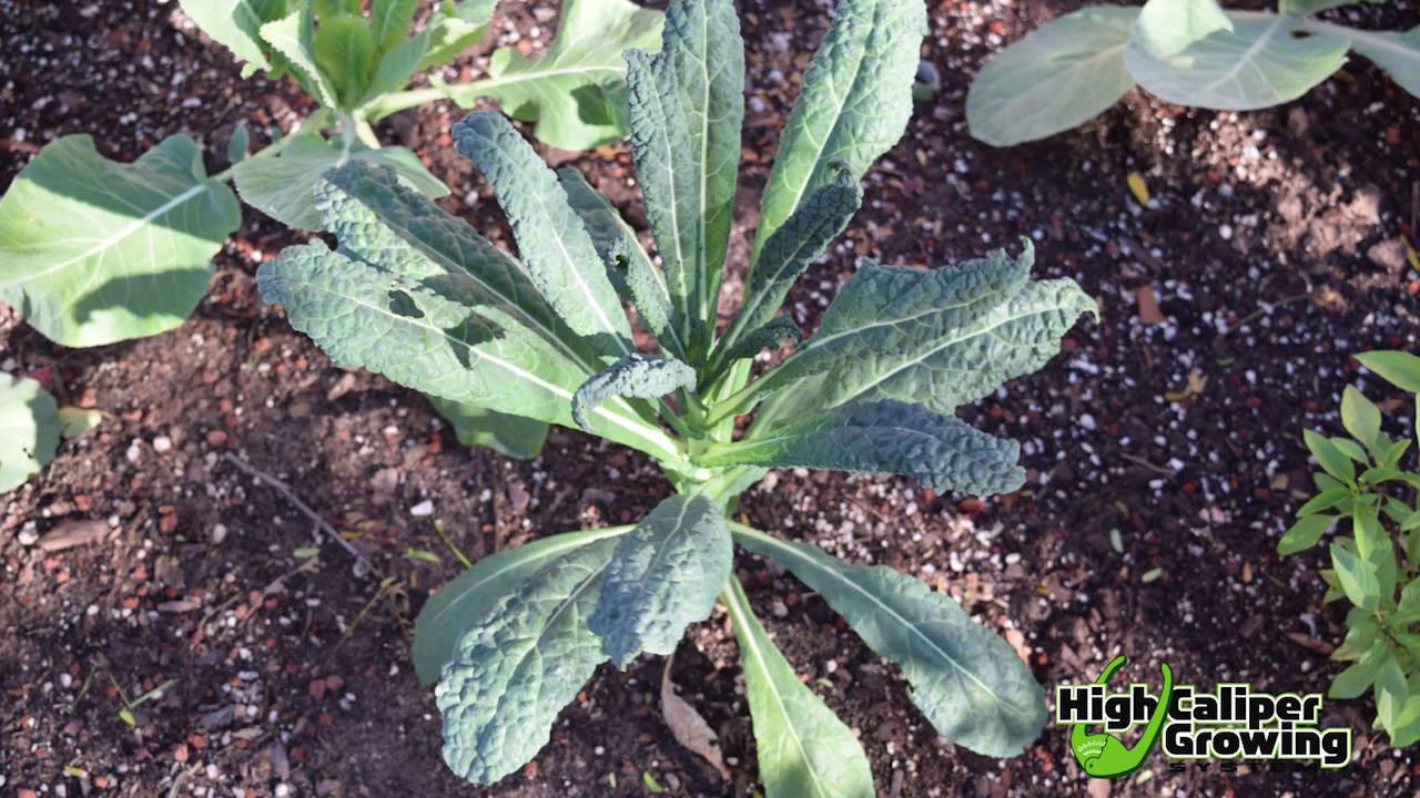 Shade Vegetables in Smart Pots
