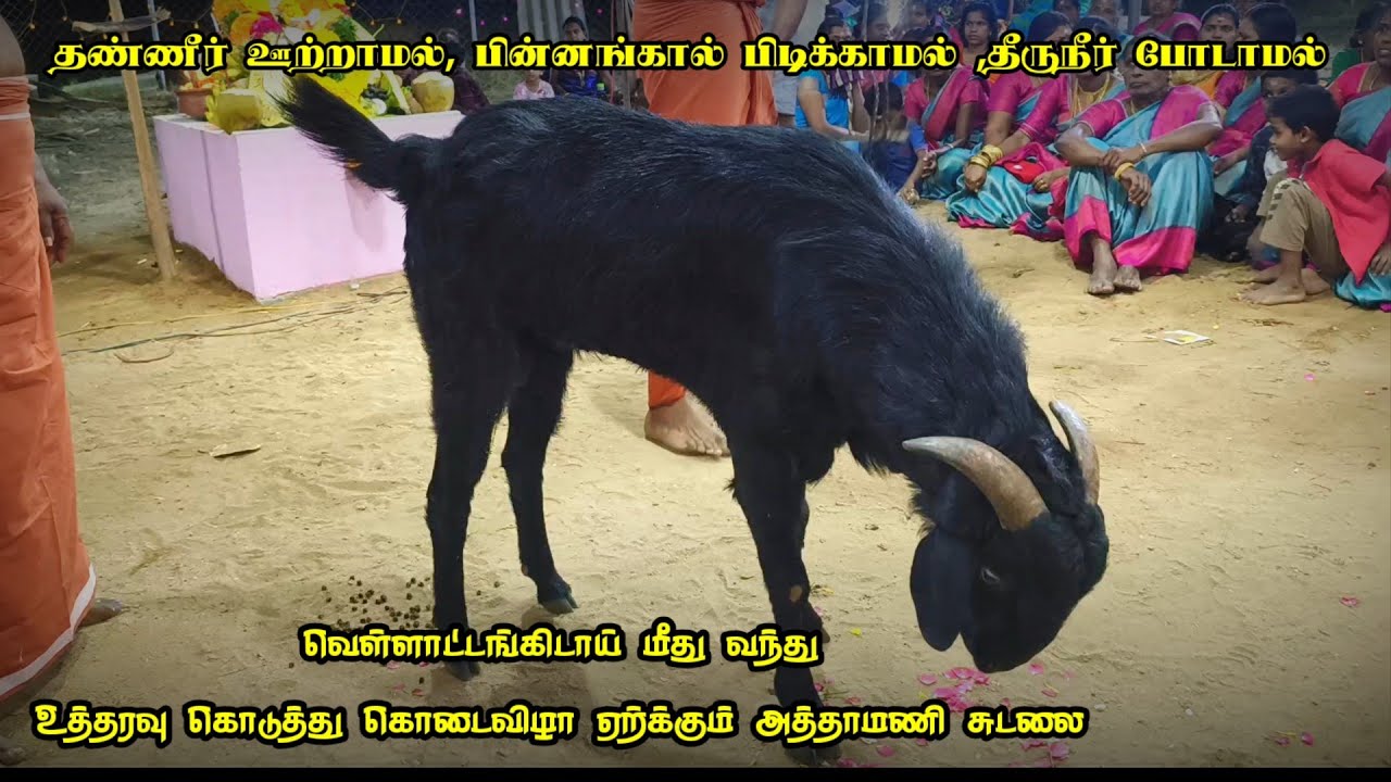 இரவு 12 மணிக்கு வெள்ளாட்டங்கிடாய் மீது வந்து உத்தரவு கொடுக்கும் அத்தாமணி சுடலை | Sri puliyadi