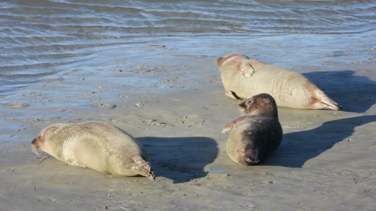 Réserve Naturelle et Nationale Baie de Saint Brieuc  Côtes d'Armor