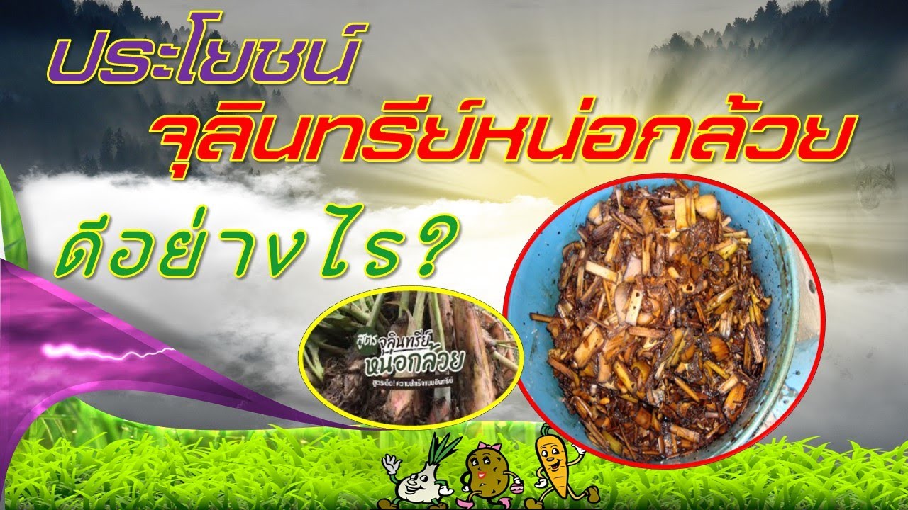ประโยชน์จุลินทรีย์หน่อกล้วย(ีดีจริงไหม?)