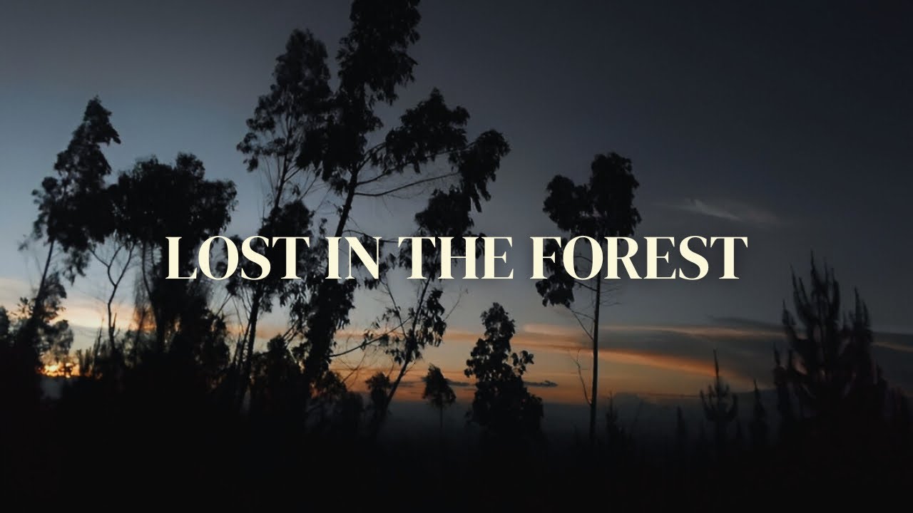 Lost in the Forest