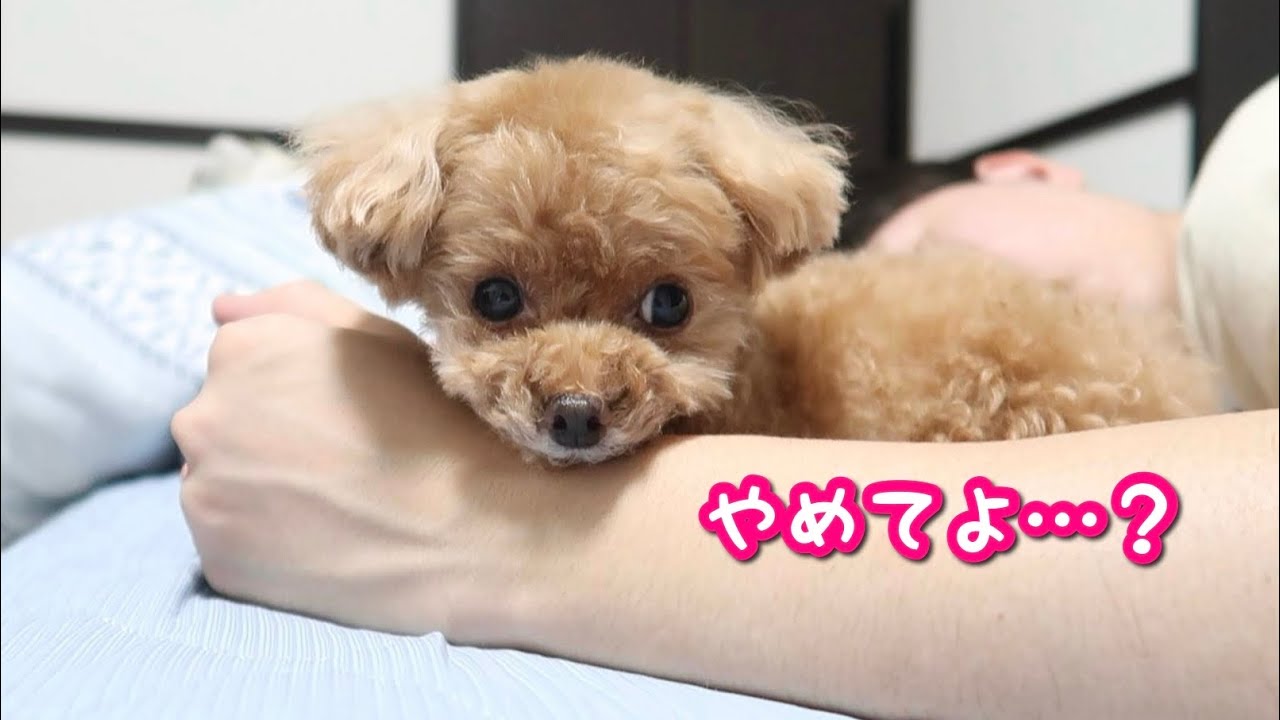 クシャミに飛び跳ねる犬が面白かわいいｗ【トイプードルのコロン】