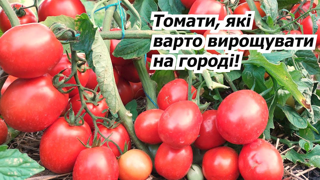 Ці чотири низькорослих томати можу порадити для вирощування кожному!