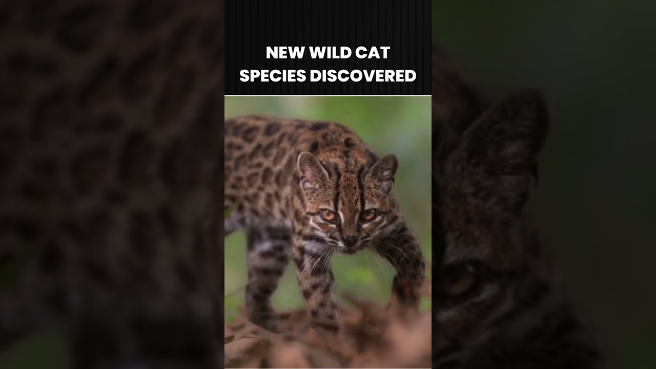 New Cat Species Discovered After 100 Years | Meet Leopardus Tilcayo #shorts #CatSpecies