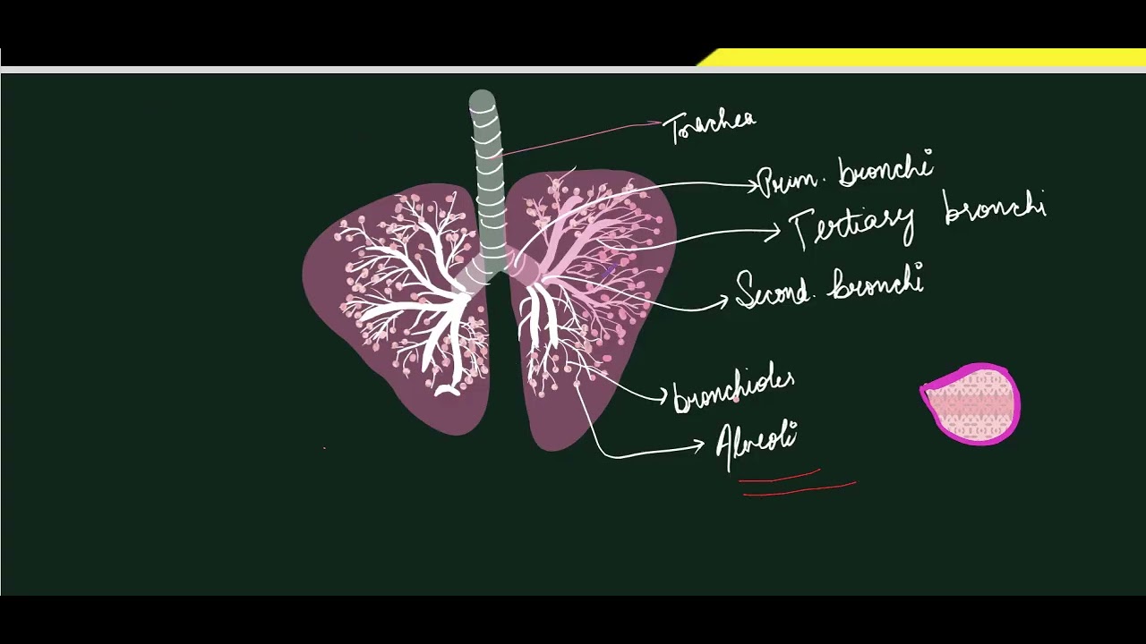 breathing and exchange of gases