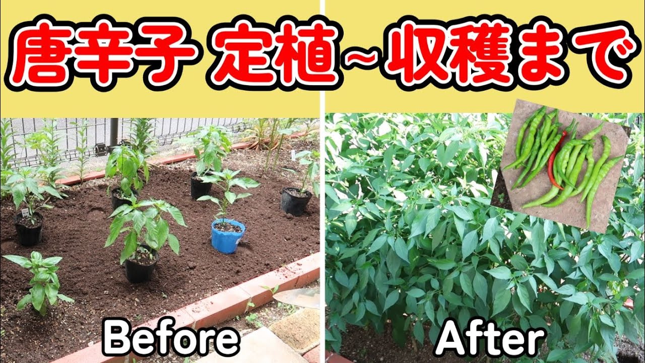 唐辛子の育て方②-後編-定植から収穫までの様記録【インドジンウソツカナイ】【激辛唐辛子】