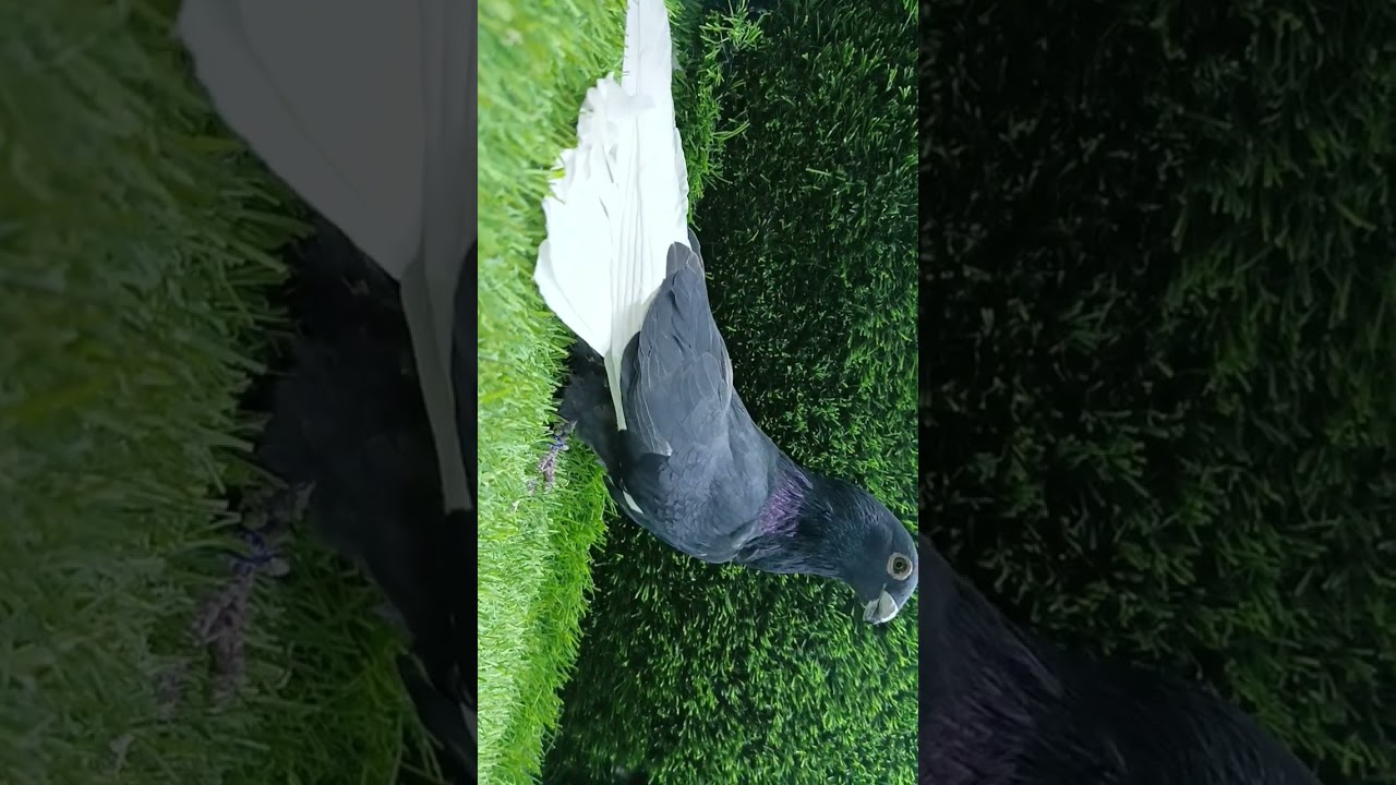 بسم الله مشاء الله🧡مجموعة🪬 حمام تماسيح🐊 من ممنوعات الباشايوجد شحن لجميع المحافظات الباشا 01212390619