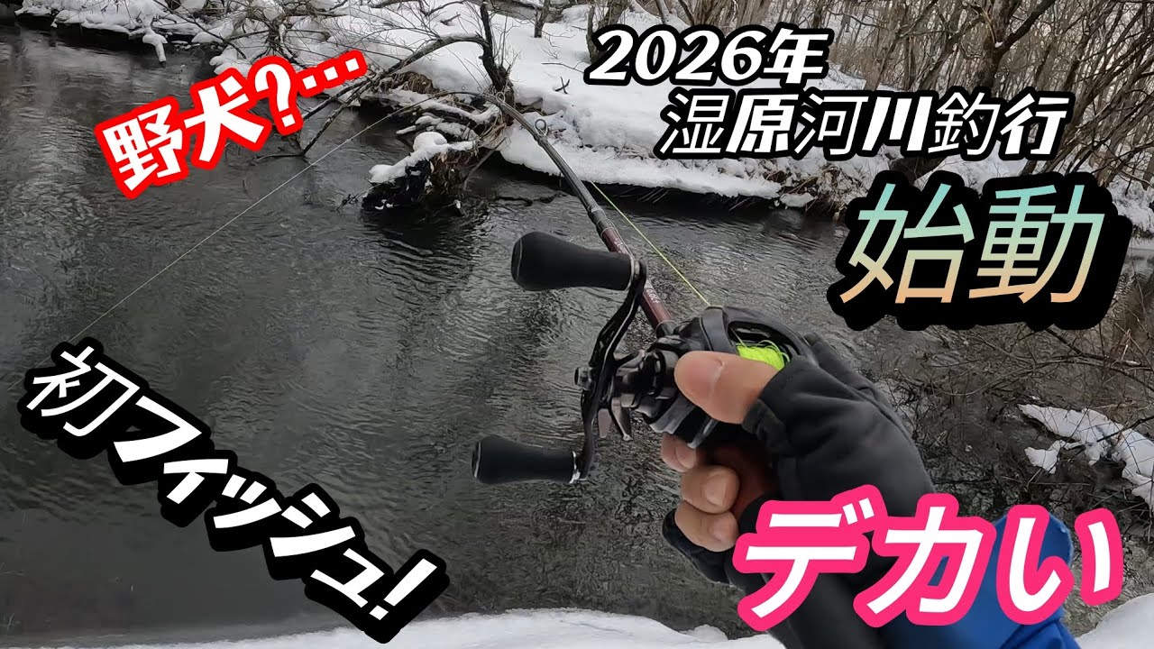 【２０２６年湿原河川釣行始動】初日から色々と…#アメマス #湿原河川 #北海道釣り 