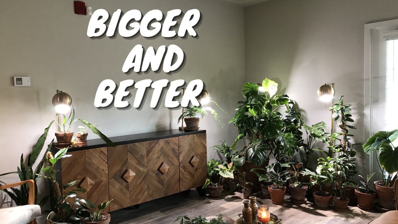 Houseplant Collection Goals | 2021 Plant Goals and Plans for my Plant Collection