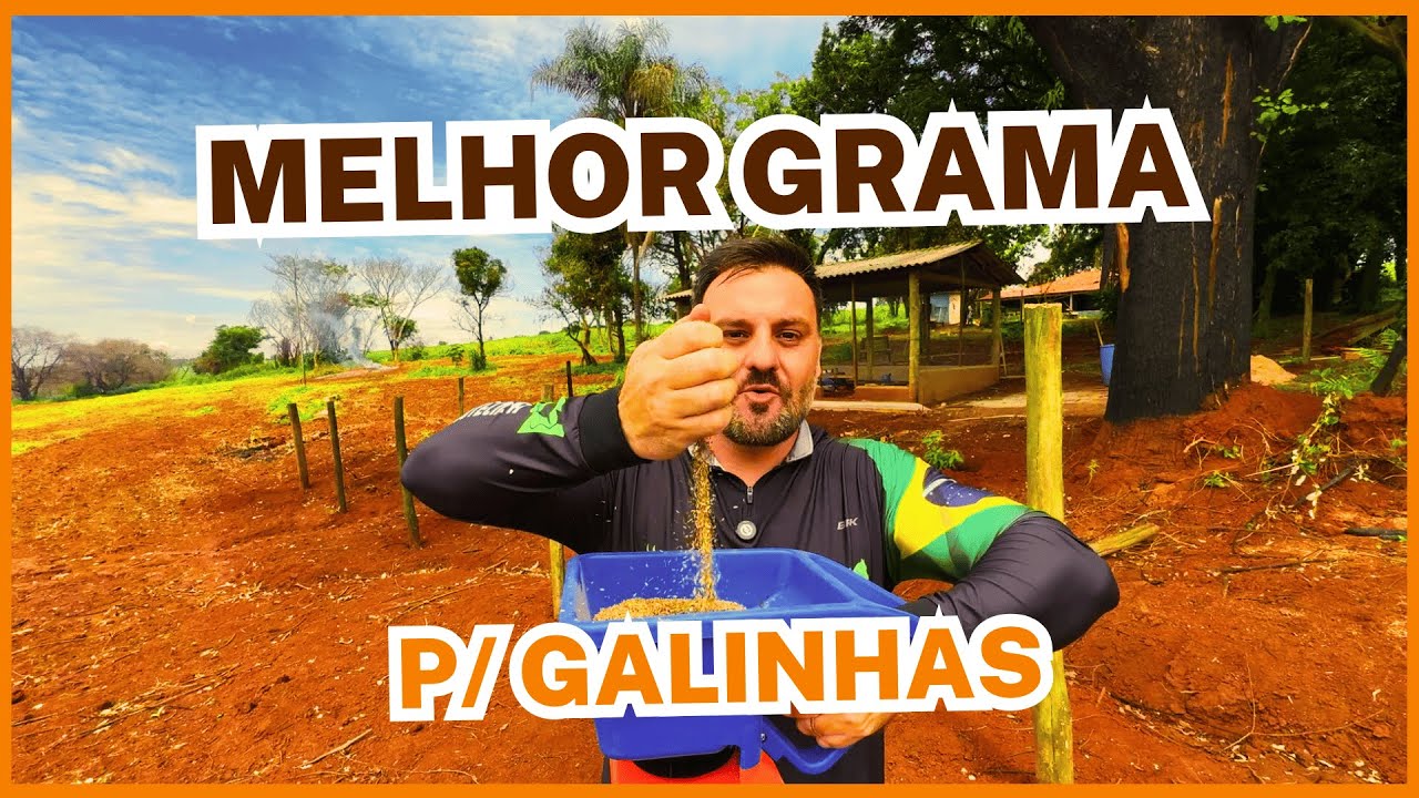Plantando a MELHOR GRAMA para GALINHAS POEDEIRAS em SISTEMAS CAIPIRAS