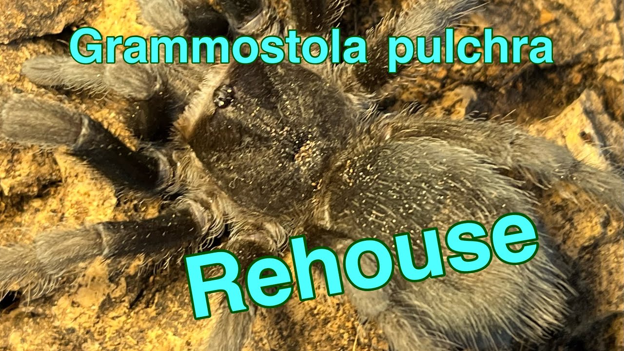 Grammostola pulchra rehouse