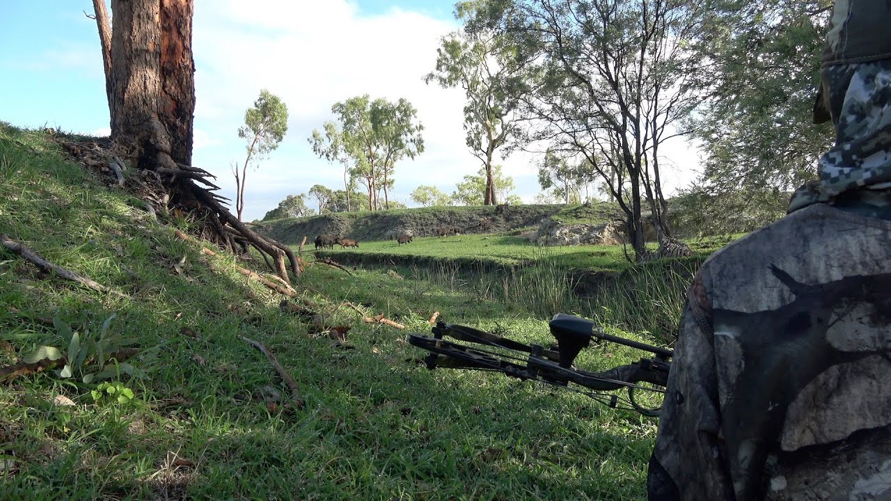 Bow Hunting, Wild Boar Australia, Caden's pig, part 3